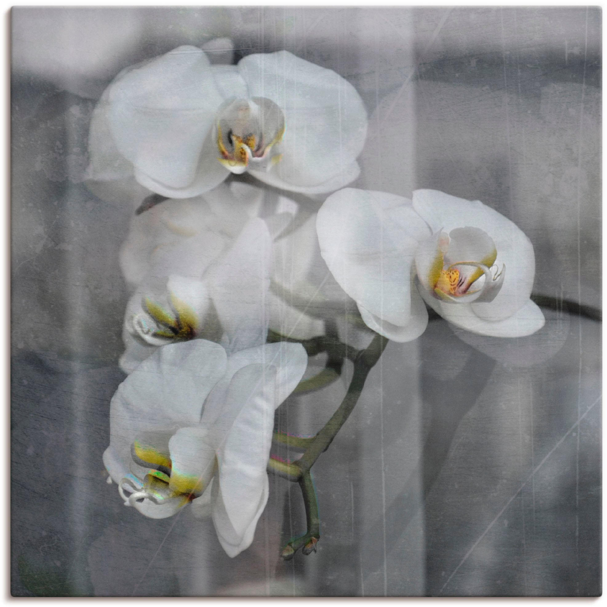 Artland Wandbild »Weisse Orchideen - white Orchid«, Blumen, (1 St.), als Le günstig online kaufen