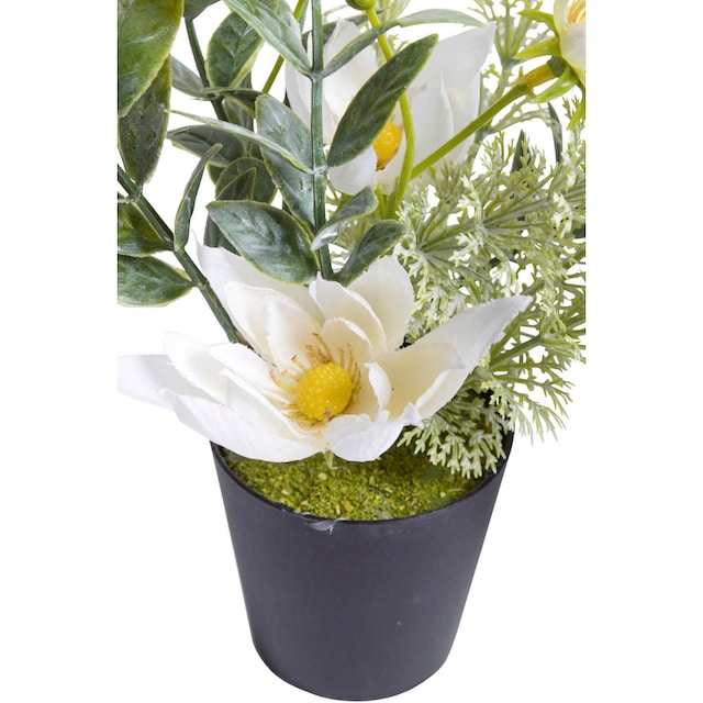 Botanic-Haus Künstliche Zimmerpflanze »Christrosen-Arrangement im schwarzen  Kunststofftopf« auf Raten bestellen