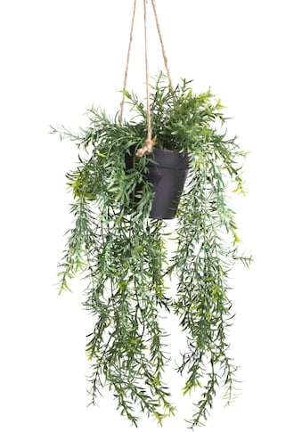 Künstliche Zimmerpflanze »Asparagus-Hängeampel«