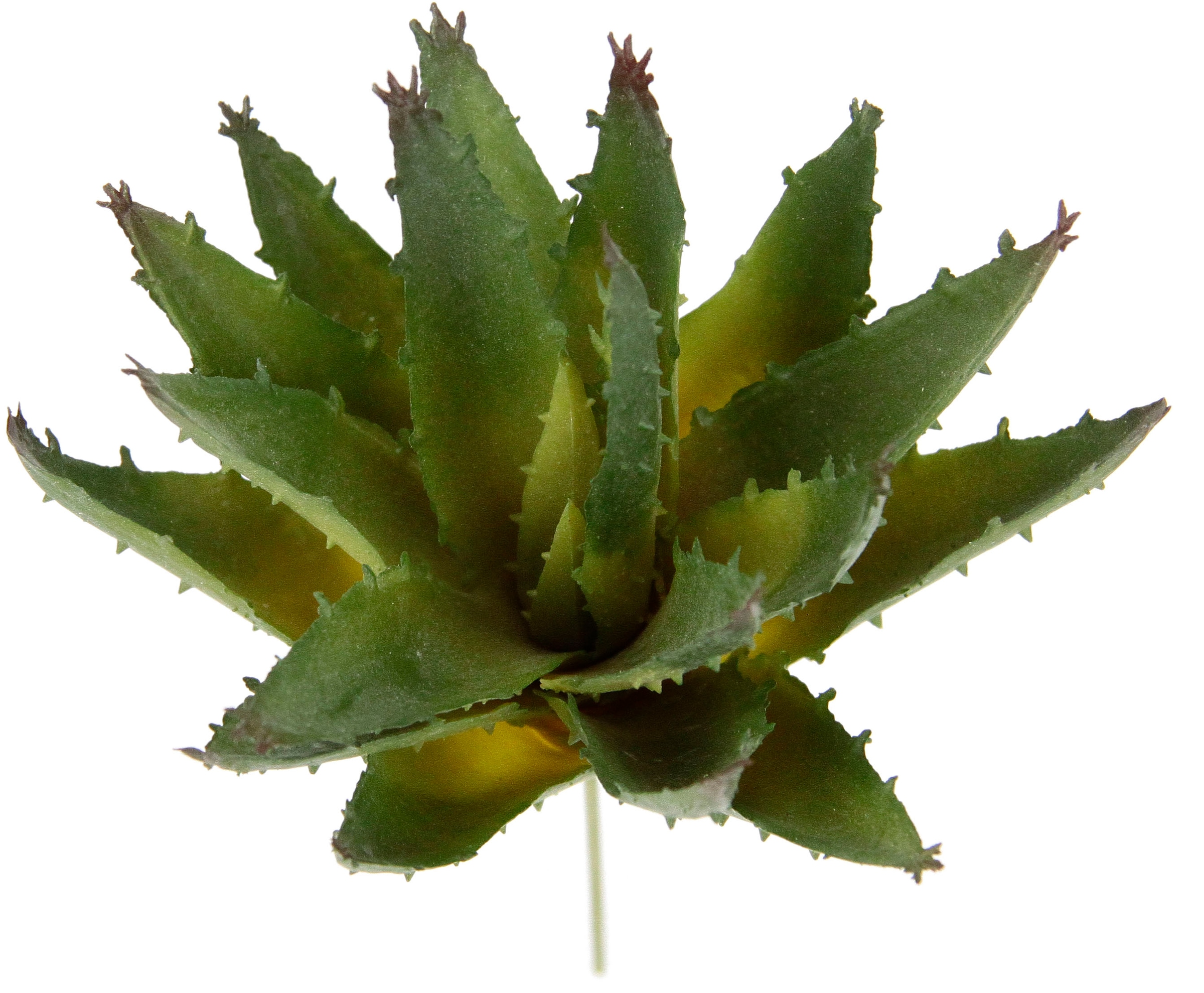 I.GE.A. Kunstpflanze »Dekorative Sukkulenten«, 4er Sukkulenten, Rechnung Aloe, Kaktus Set, Pflanzen, auf kaufen künstliche Agave
