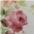 rot/gelb