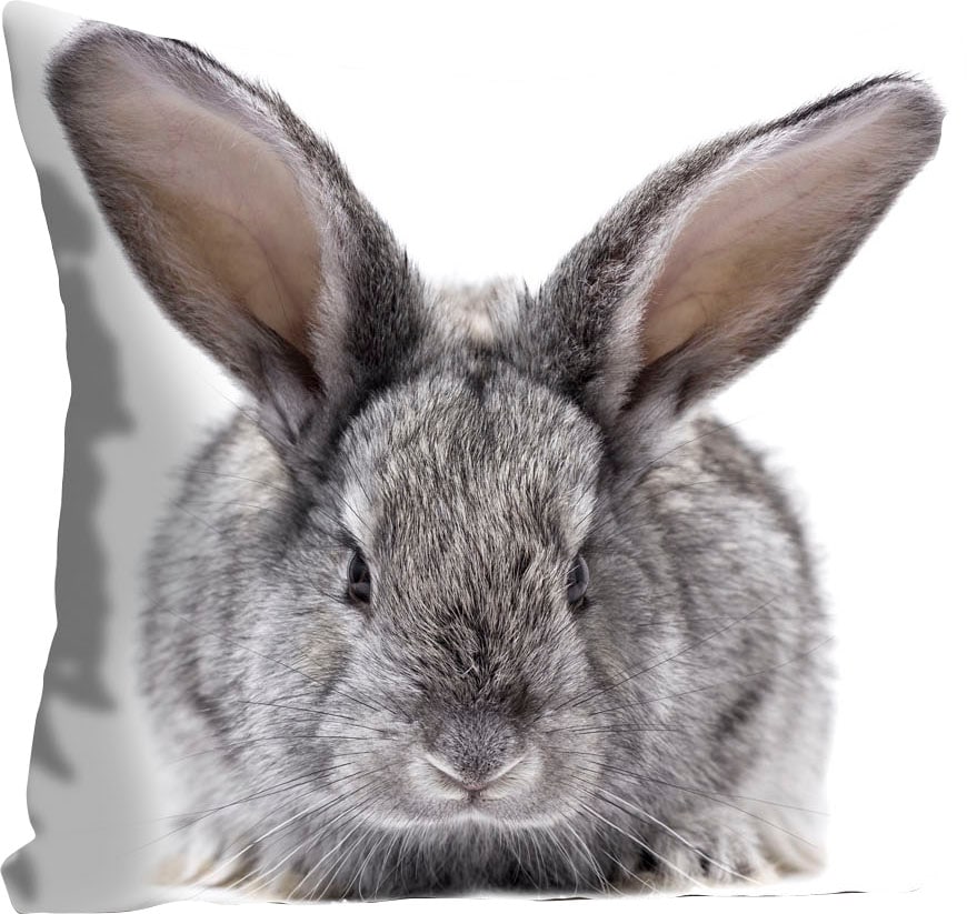 queence Dekokissen »Sixten«, Kissenhülle,Hase,Ostern,Frühlingsmotiv,Niedlic günstig online kaufen