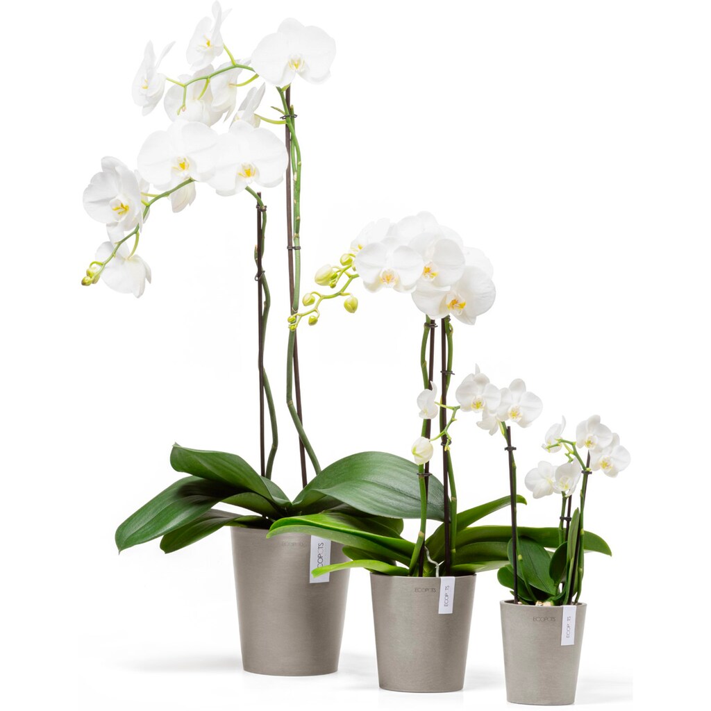 ECOPOTS Blumentopf »Morinda Orchidee 14 Taupe«