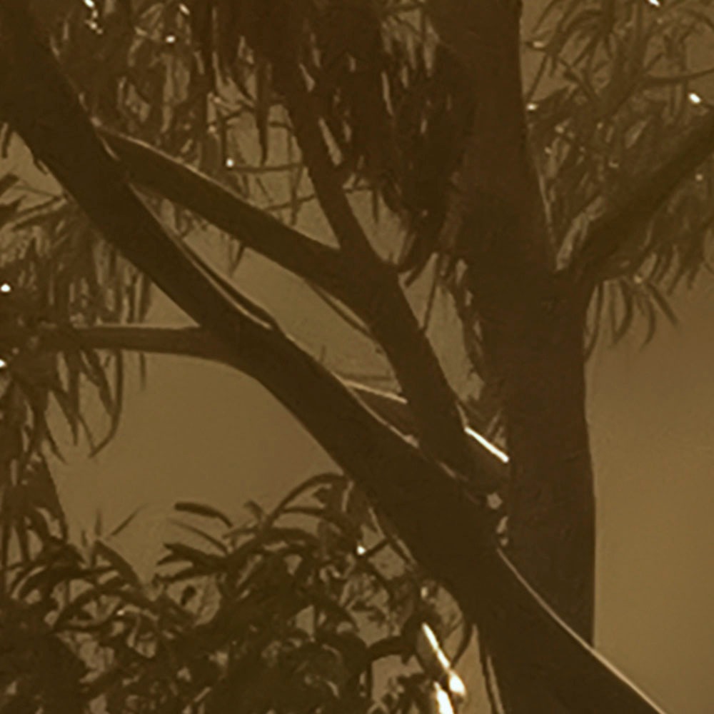 Komar Fototapete »Digitaldruck Vlies - Foggy Sunshine - Größe 400 x 250 cm«, bedruckt, Wohnzimmer, Schlafzimmer