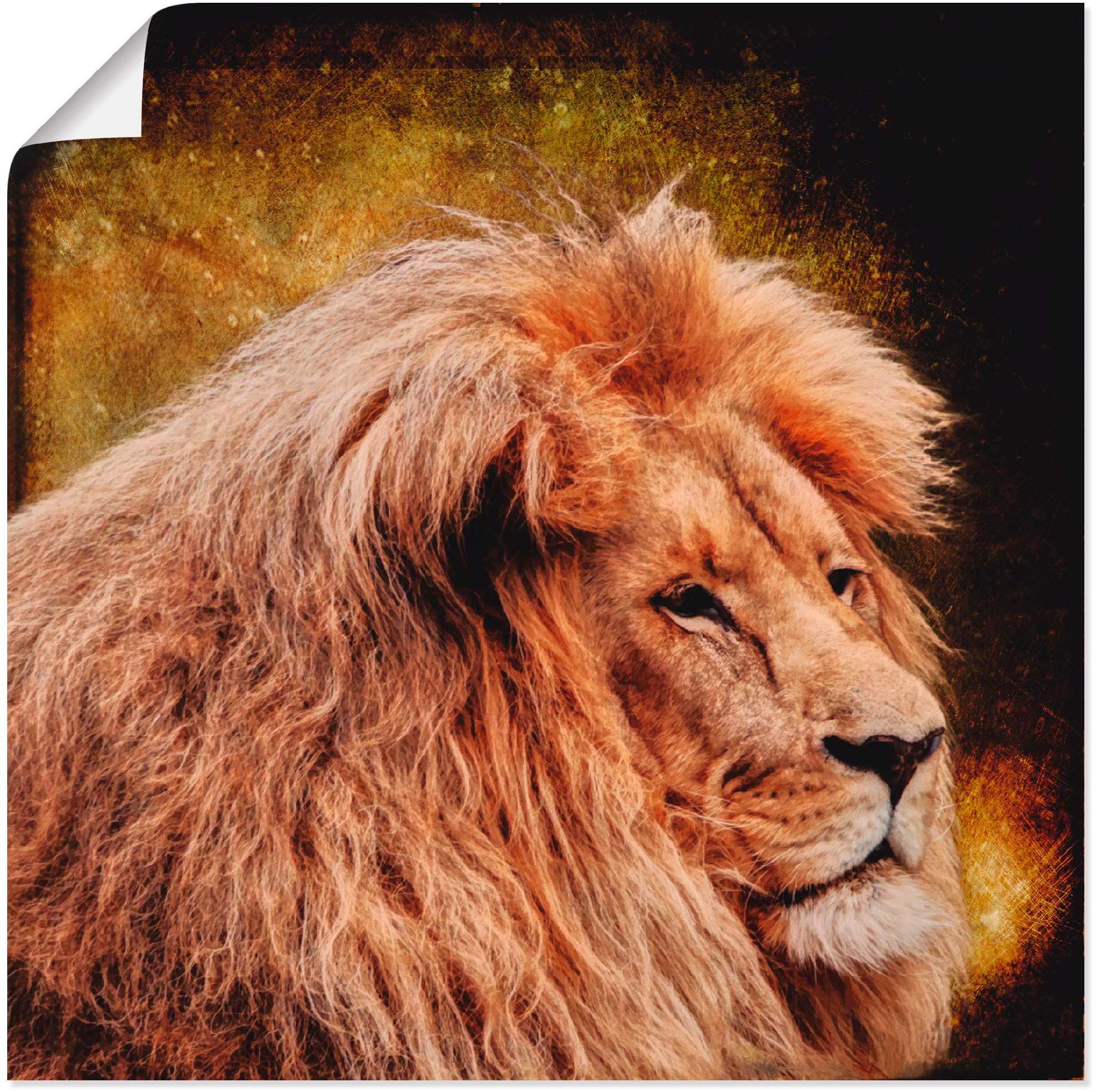oder Artland bestellen online Poster in Größen »Löwe«, St.), Wildtiere, als Wandaufkleber (1 Wandbild Leinwandbild, versch.