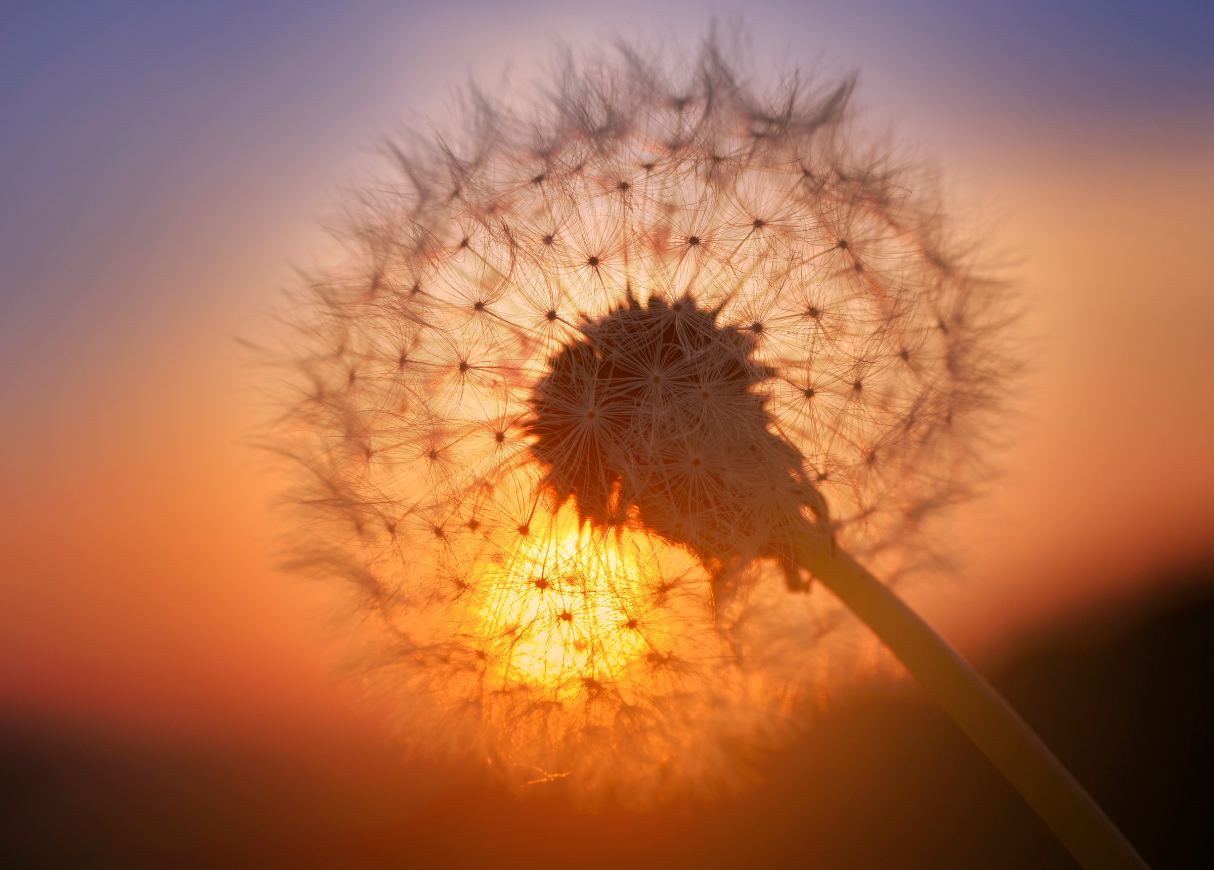 Papermoon Fototapete »Golden Sunset Dandelion« glatt günstig online kaufen
