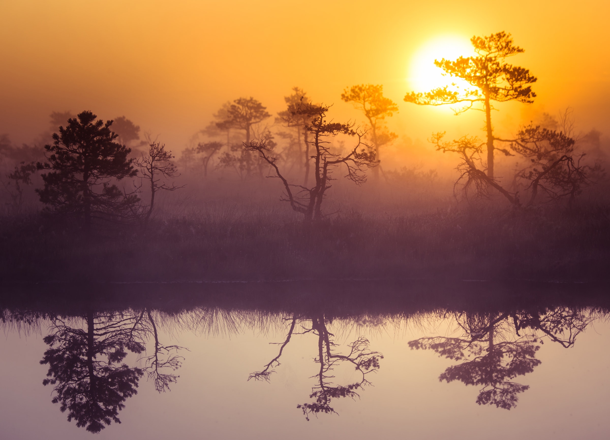 Papermoon Fototapete »Misty Morning Scenery« glatt günstig online kaufen