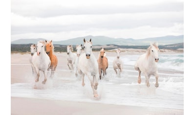 Fototapete »White Horses«