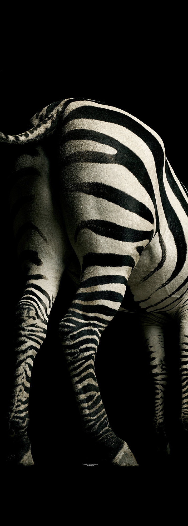 Architects Paper Fototapete »Zebra«, Zebra Tapete Fototapete Zebra Panel 1, günstig online kaufen