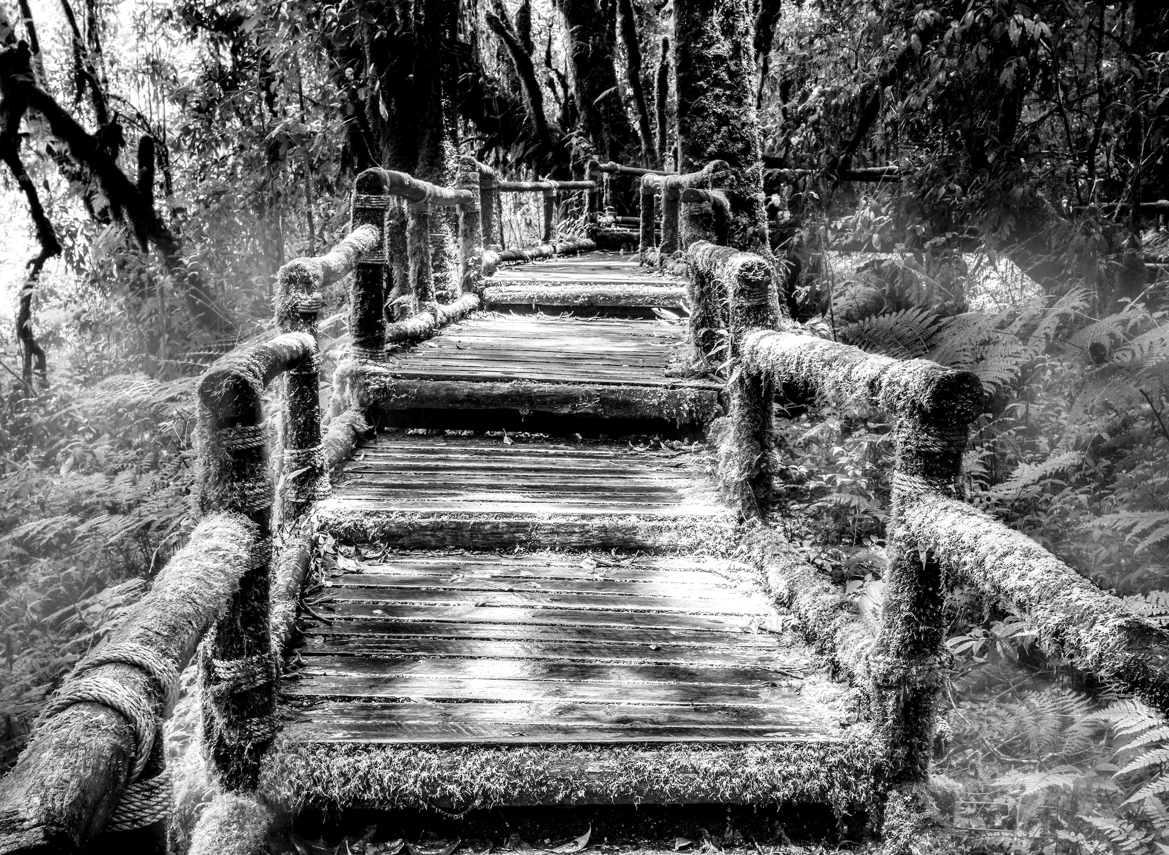 Papermoon Fototapete »Waldbrücke Schwarz & Weiß« günstig online kaufen