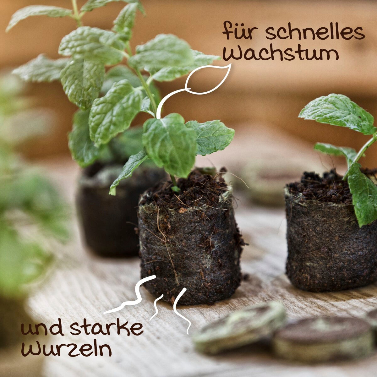 Windhager Anzucht- und Kräutererde, (Packung, 100 St.), Kokos-Quelltabs zur Anzucht, torffrei