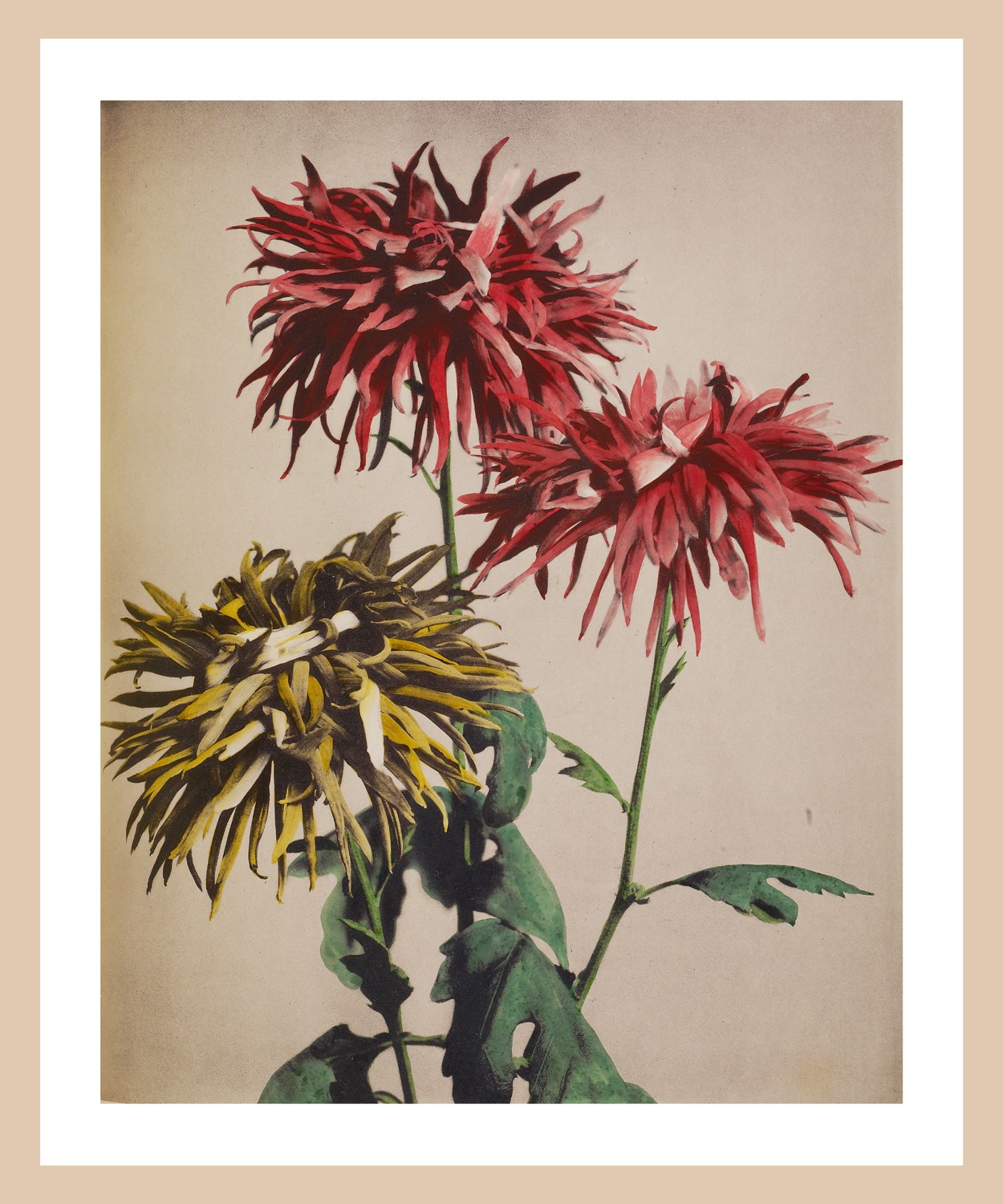 queence Bild mit Rahmen »Lina«, Blumen-Pflanzen, Premium Poster mit Naturho günstig online kaufen