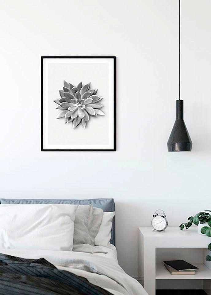 Komar Bild »Succulent Agave«, Pflanzen-Blätter, (1 St.), Wandbild zur Dekoration - ohne Rahmen