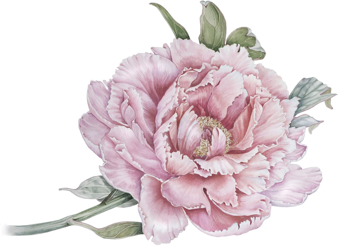 queence Wandtattoo »Klara« Wandbild, Sticker, rosa, Blume, Blüte, selbstkle günstig online kaufen