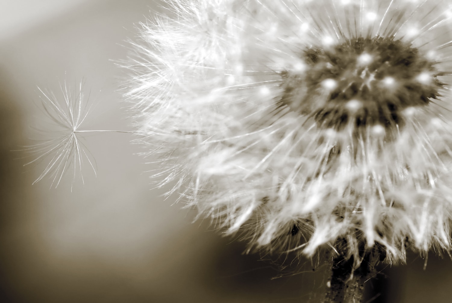 queence Wandsticker »Lena« Selbstklebend, kinderleichte Anbringung, Pusteblume, Sticker, beige