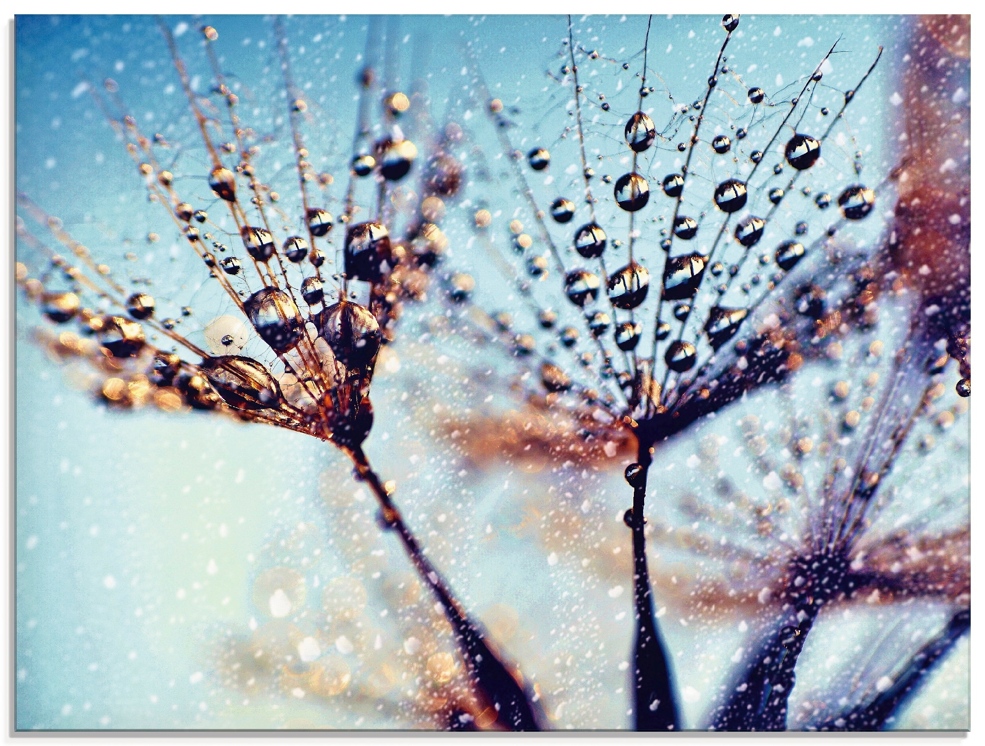 Artland Glasbild "Pusteblume Regen abstrakt", Blumen, (1 St.), in verschied günstig online kaufen