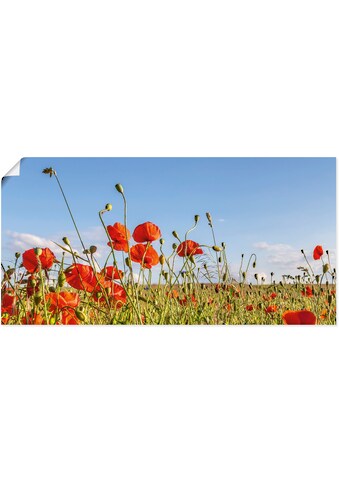 Artland Wandbild »Wunderschönes Mohnblumenfeld Panorama«, Blumenwiese, (1 St.), in... kaufen
