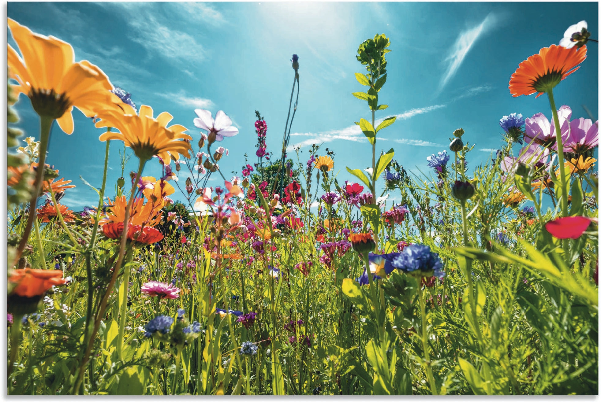 Artland Wandbild "Buntes Blumenfeld" Blumenwiese 1 Stk. tlg. als Alubild, O günstig online kaufen