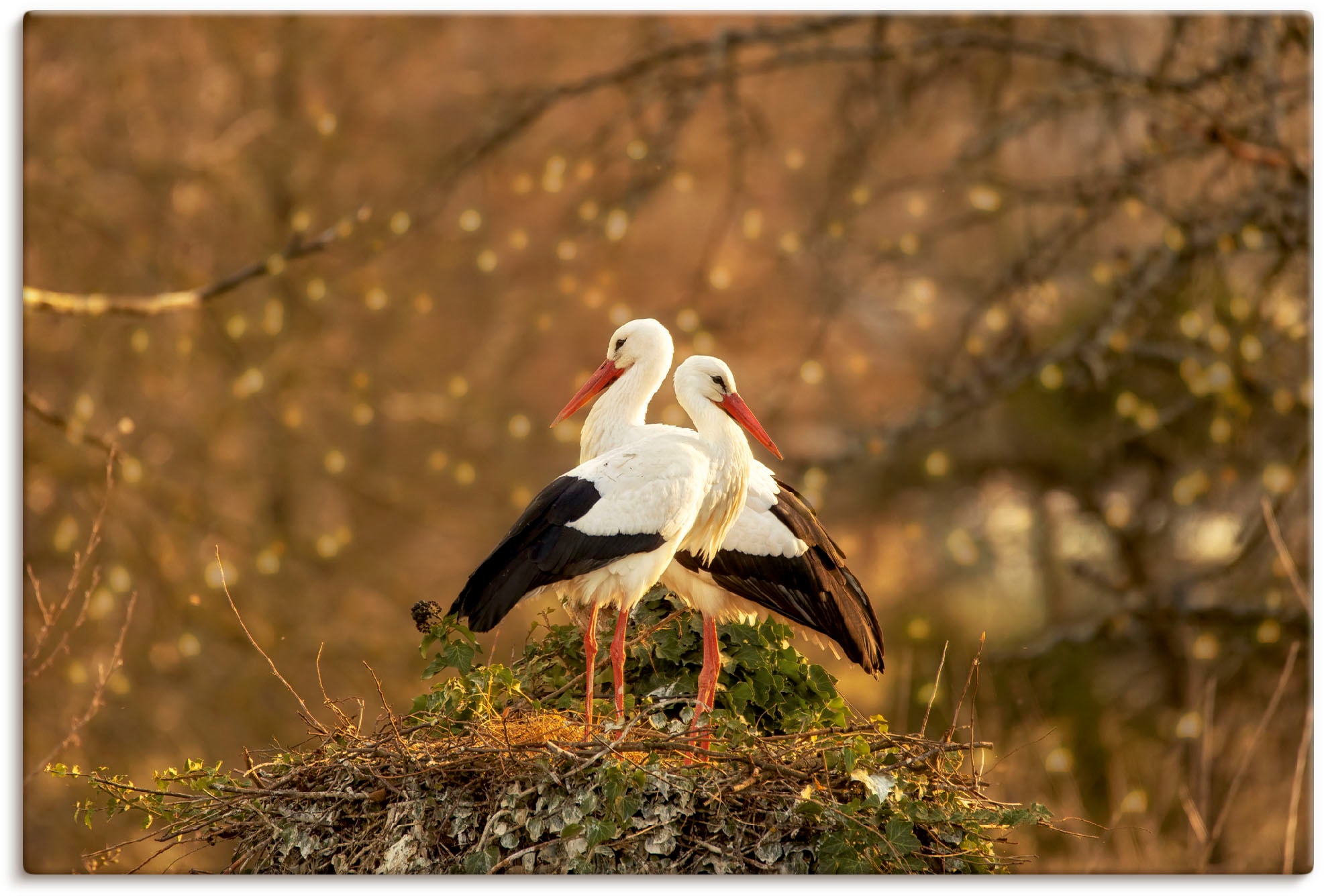 Artland Leinwandbild »Storchenpaar«, Vogelbilder, (1 St.), auf Keilrahmen g günstig online kaufen
