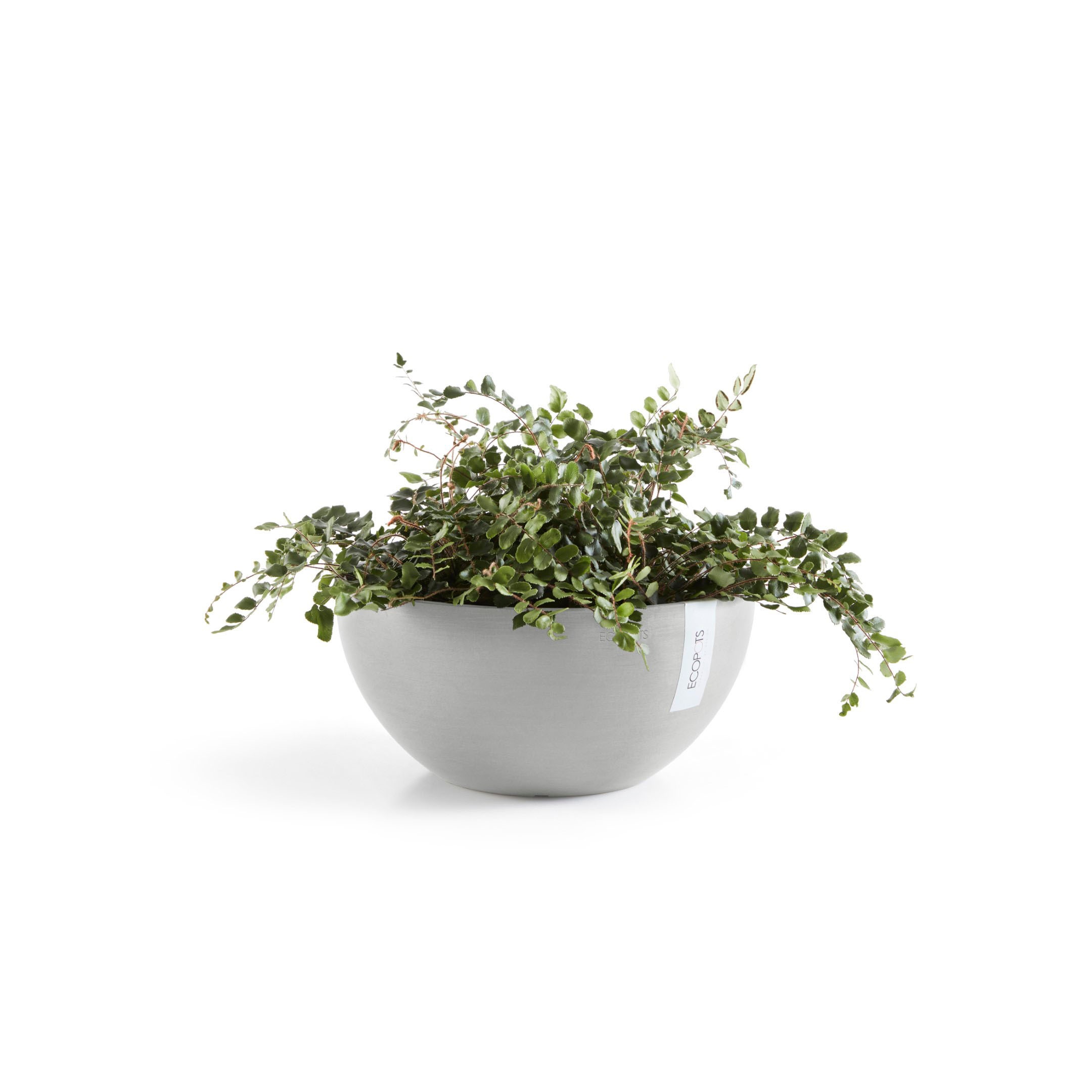 ECOPOTS Blumentopf »Bruges«, ØxH: 30x14 cm