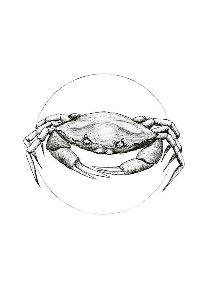 Komar Bild »Crab White«, Tiere, (1 St.), Wandbild zur Dekoration - ohne Rahmen