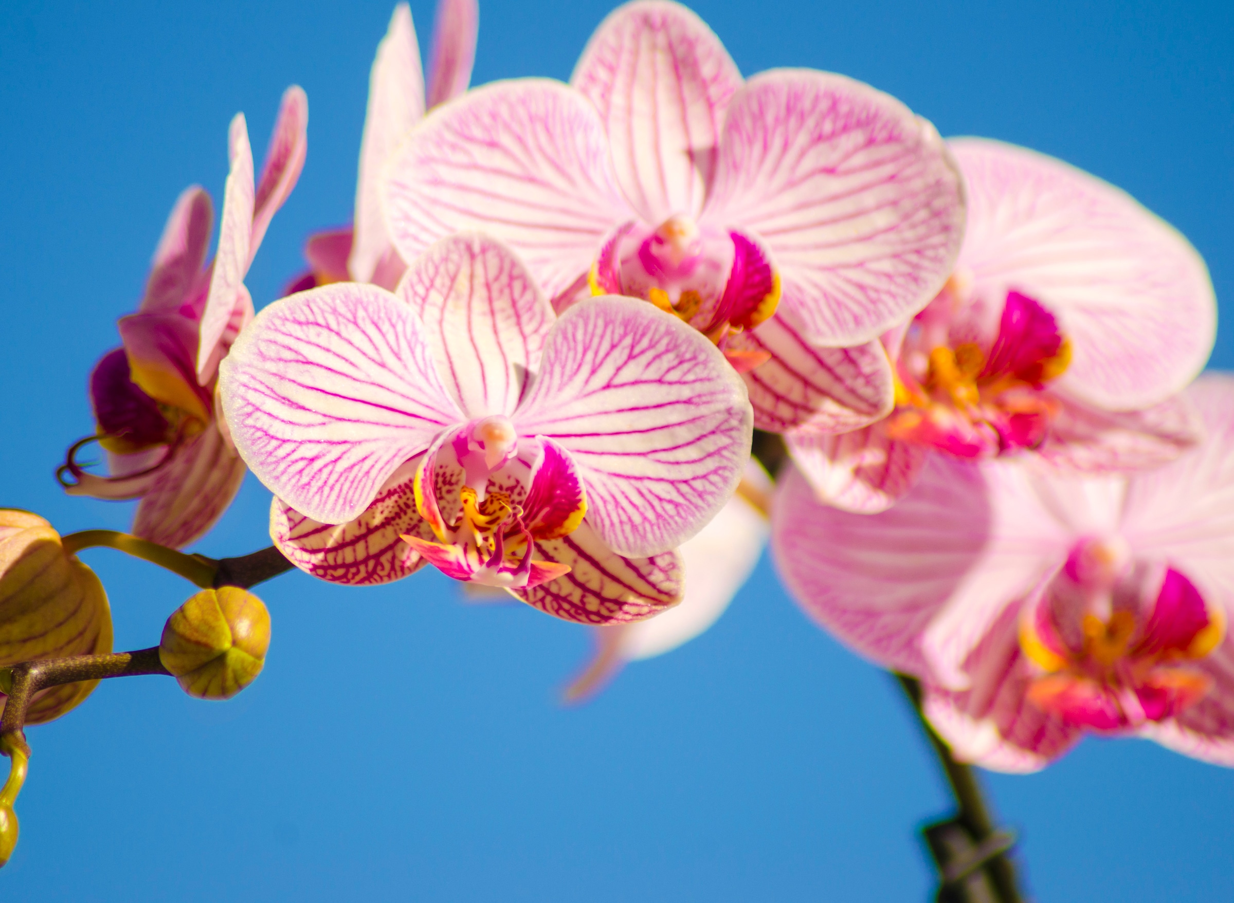 Papermoon Fototapete »Pink Phalaenopsis Orchid« glatt günstig online kaufen