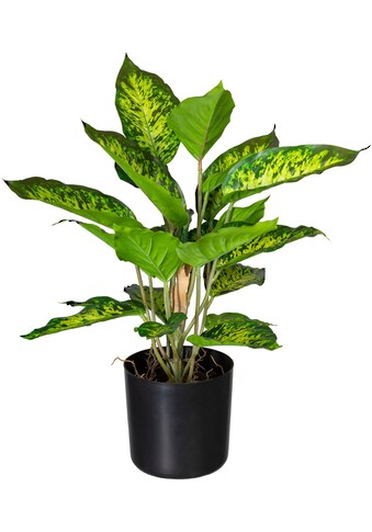 Creativ green Künstliche Zimmerpflanze »Dieffenbachia«, (1 St.) kaufen