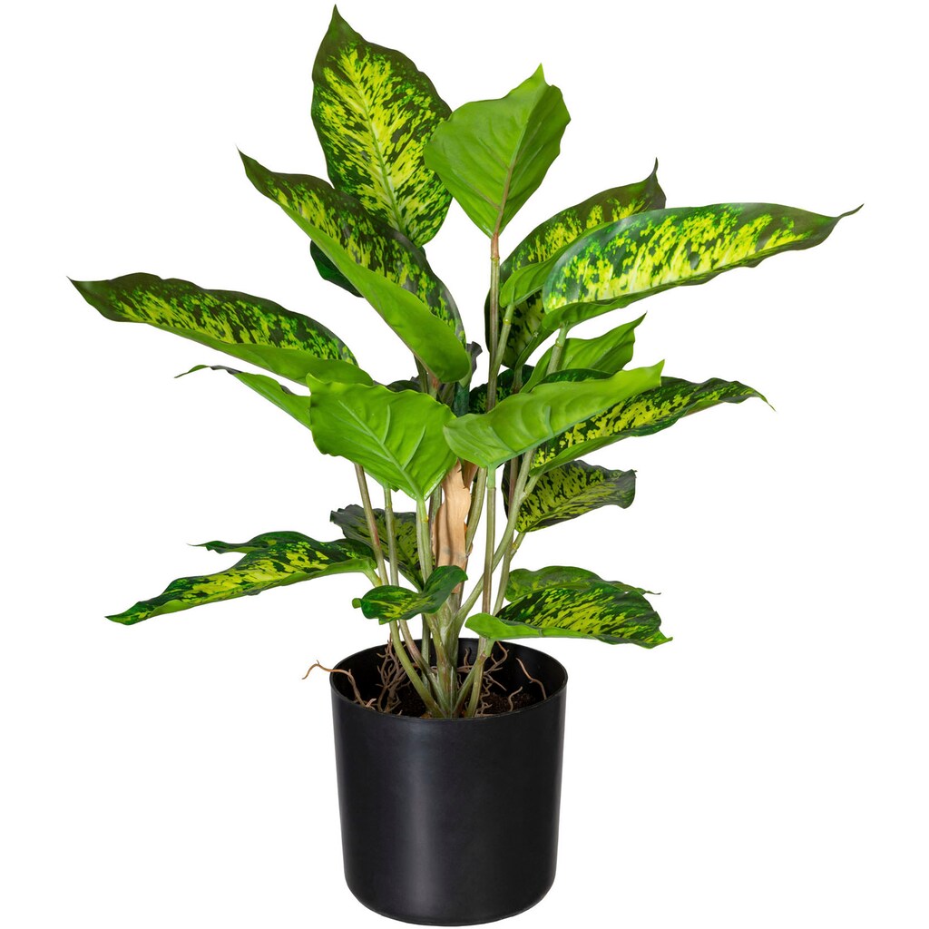 Creativ green Künstliche Zimmerpflanze »Dieffenbachia«