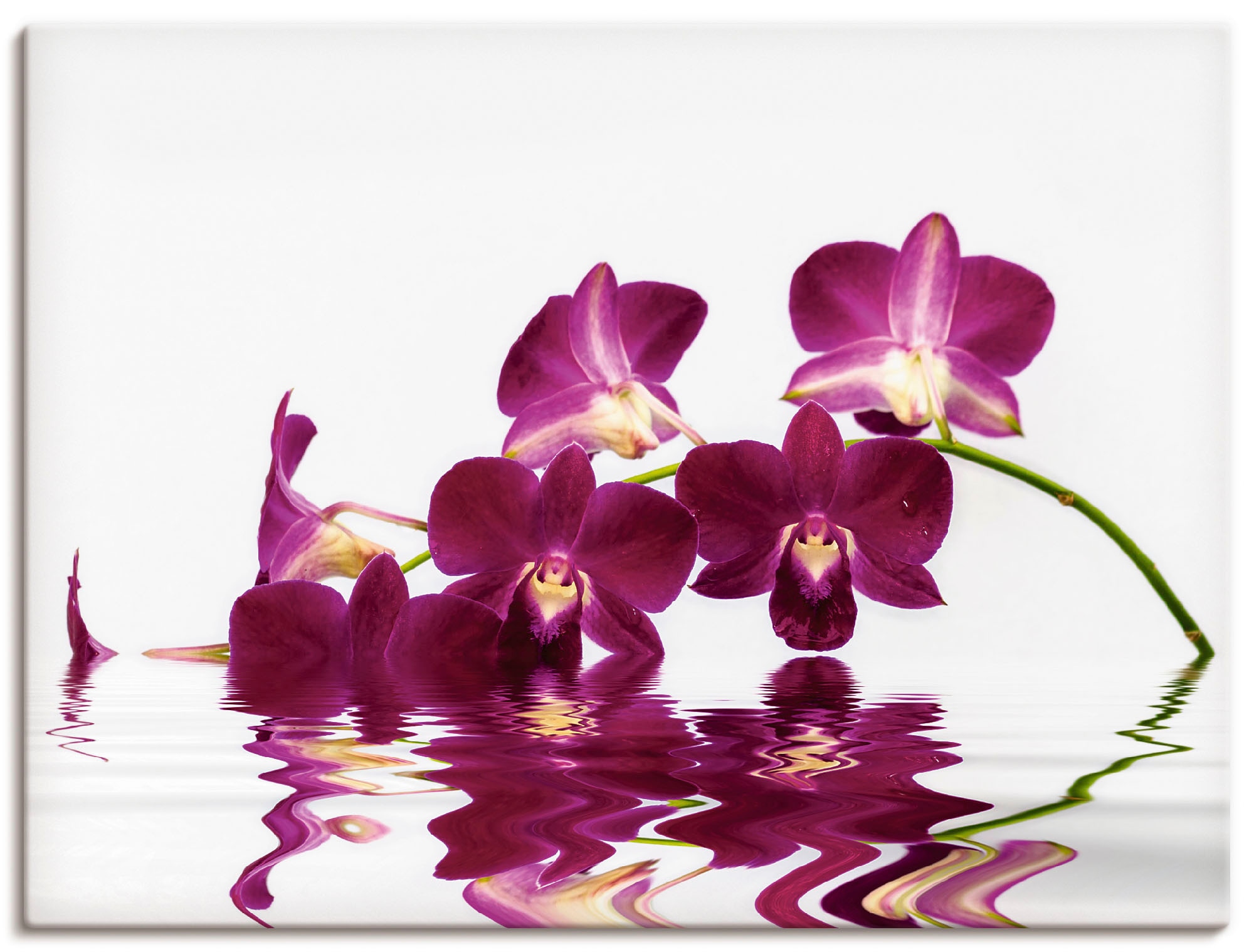 Artland Leinwandbild »Phalaenopsis Orchidee«, Blumen, (1 St.), auf Keilrahm günstig online kaufen