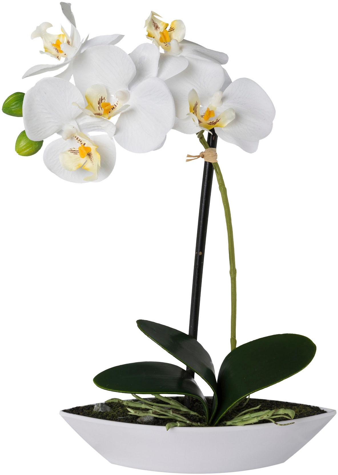 Creativ green Kunstorchidee »Phalaenopsis«, 2er Set, in Kunststoffschale