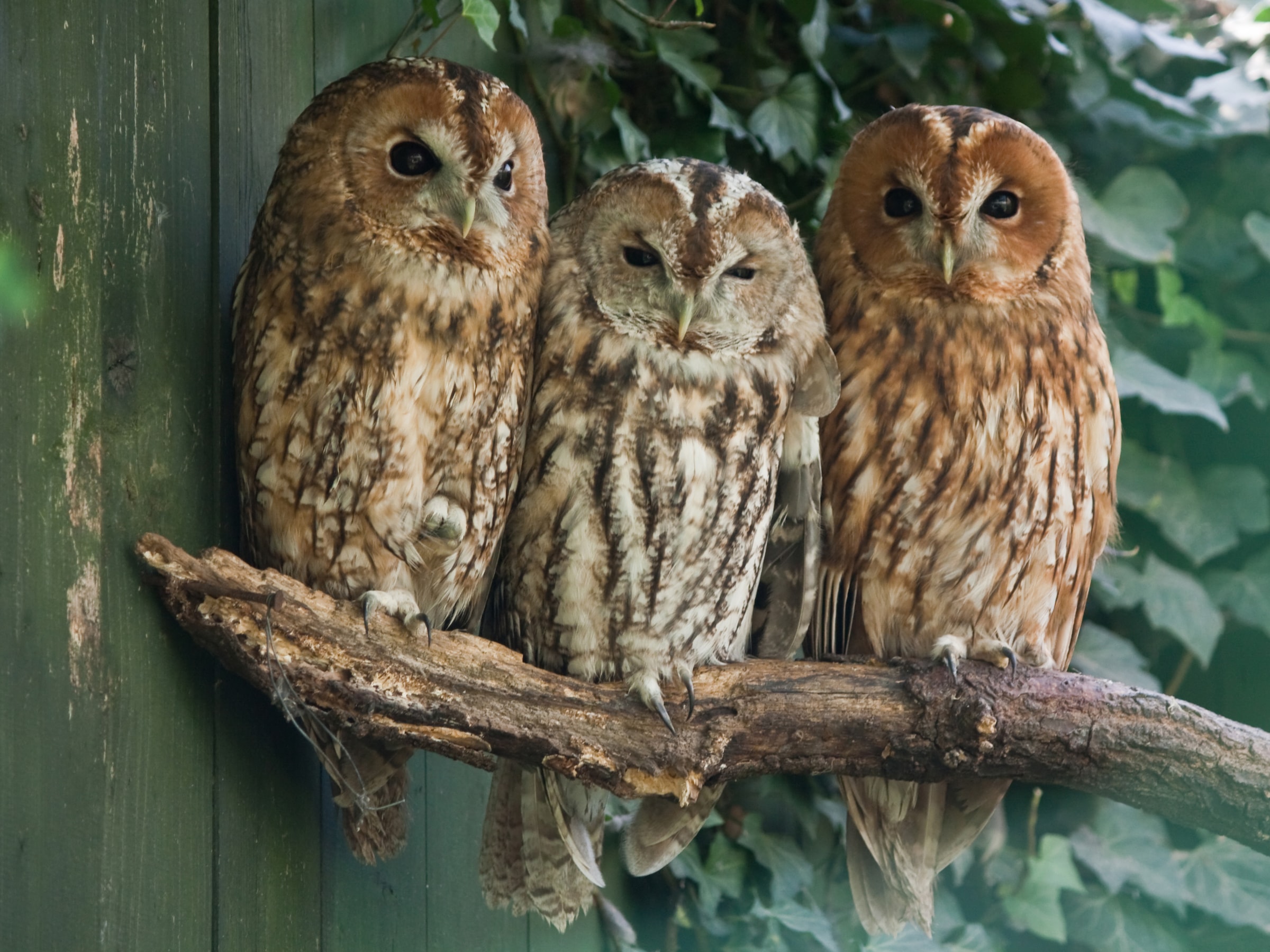 Papermoon Fototapete »Tawny Owls« glatt günstig online kaufen