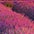 bunt