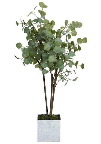 Schneider Kunstpflanze »Eukalyptus«, (1 St.), Inklusive Übertopf kaufen