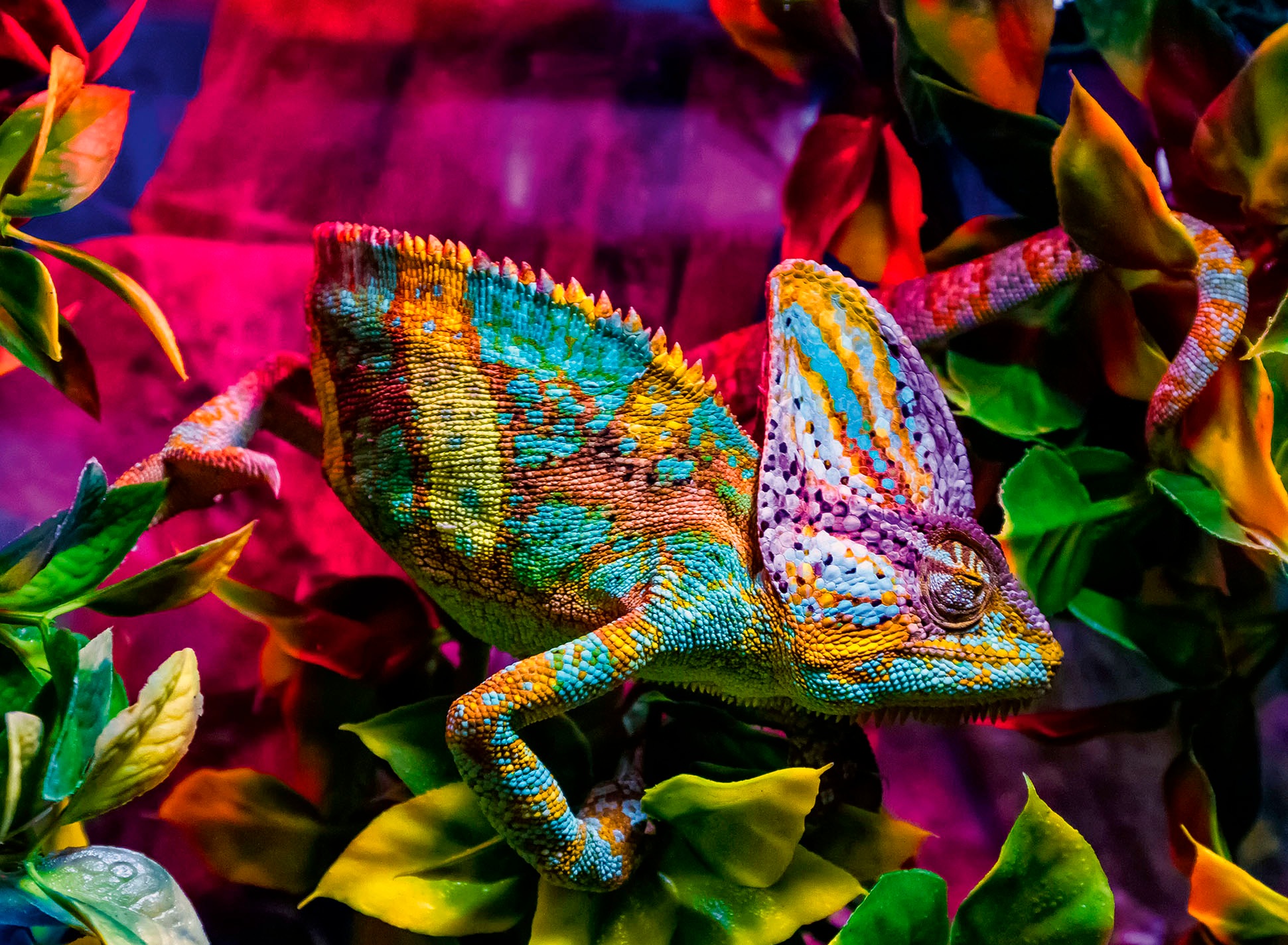 Ravensburger Puzzle »Colorful Animals, Chameleon«, Made in Germany