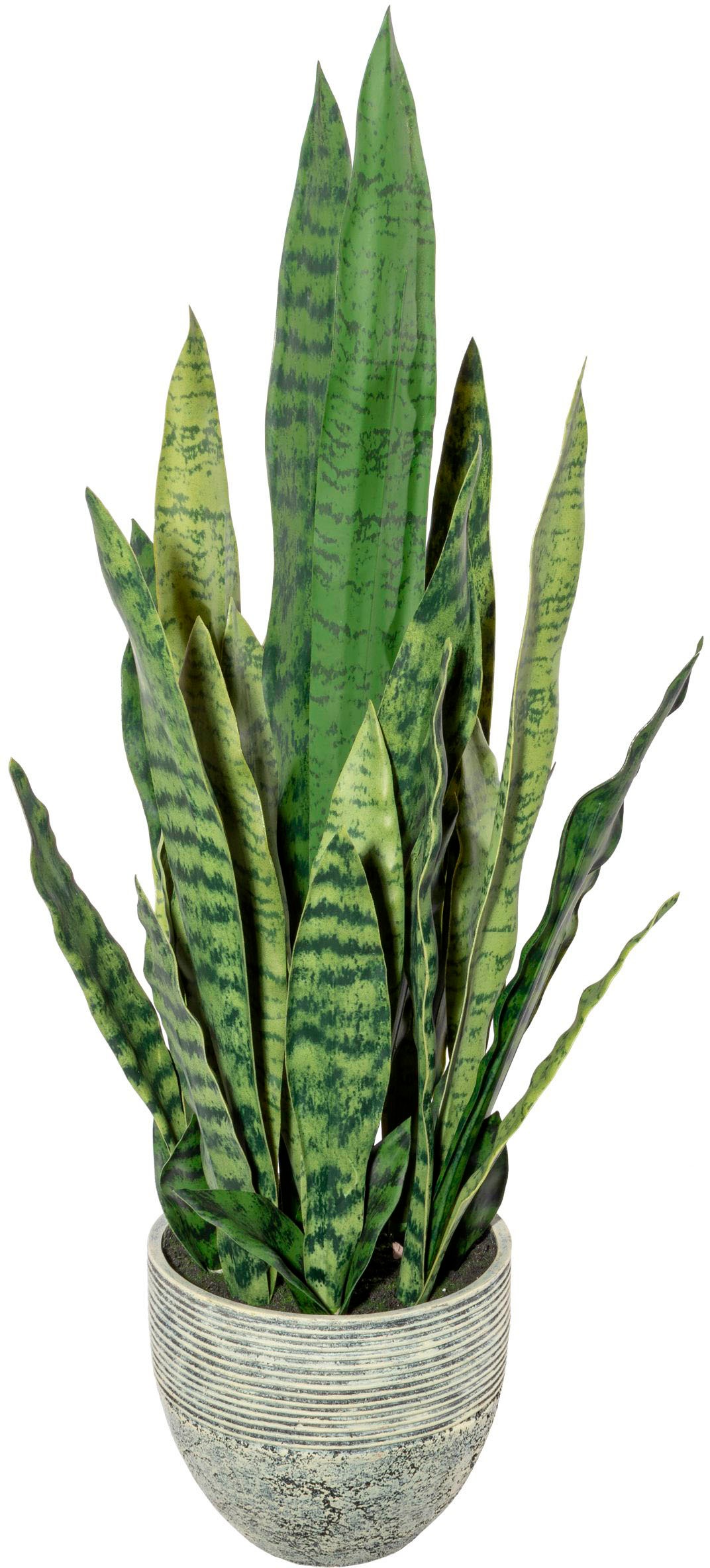 Creativ green bestellen auf »Sanseveria« Raten Künstliche Zimmerpflanze