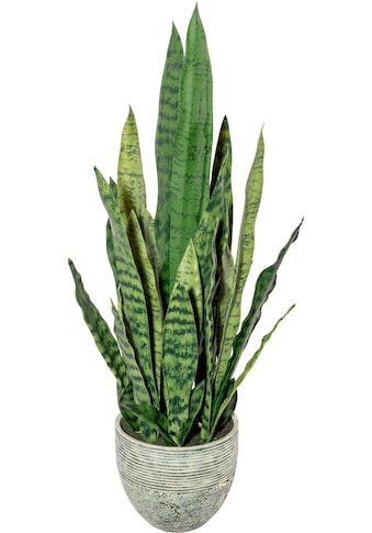 Creativ green Künstliche Zimmerpflanze »Sanseveria«, (1 St.) kaufen