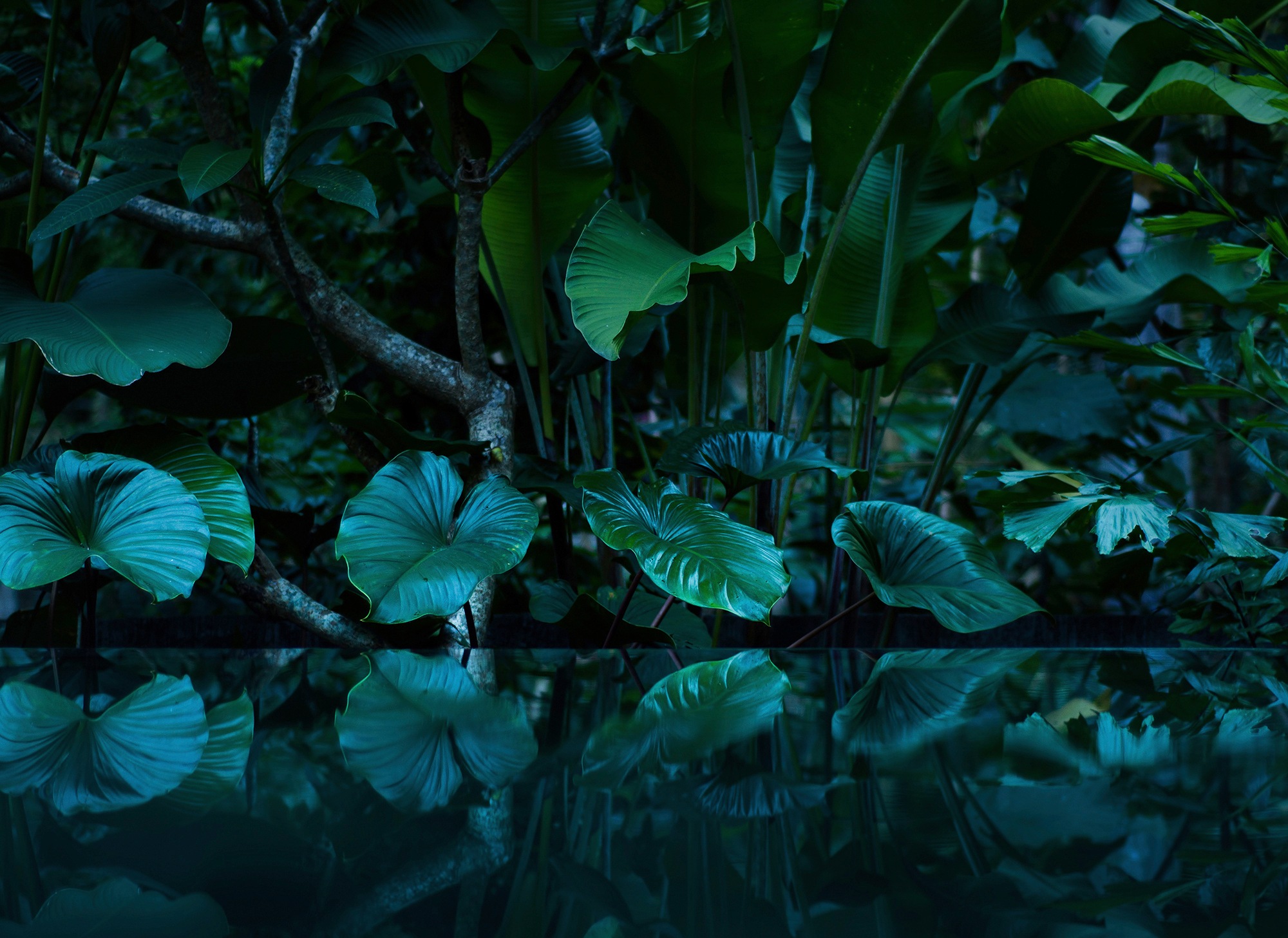 living walls Fototapete »Designwalls Tropical« glatt Vlies, Wand, Schräge, günstig online kaufen