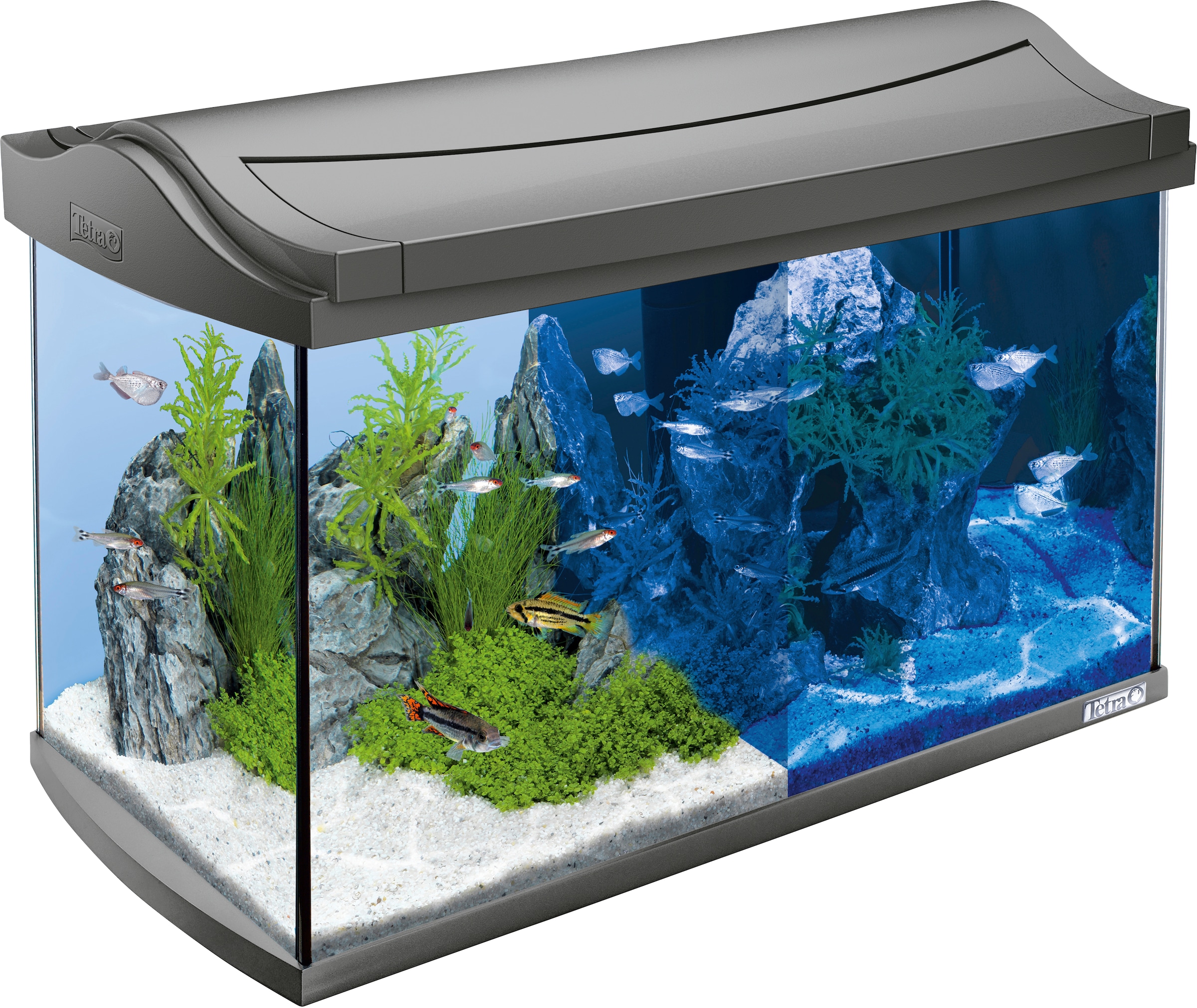 Tetra Aquarium »AquaArt LED Discovery 60 online cm, kaufen BxTxH: Line«, l 61,5x34x43,5