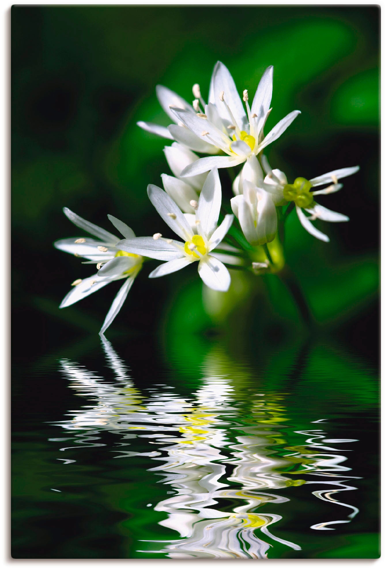 Artland Wandbild "Bärlauchblüten mit Wasserspiegelung", Lebensmittel, (1 St günstig online kaufen