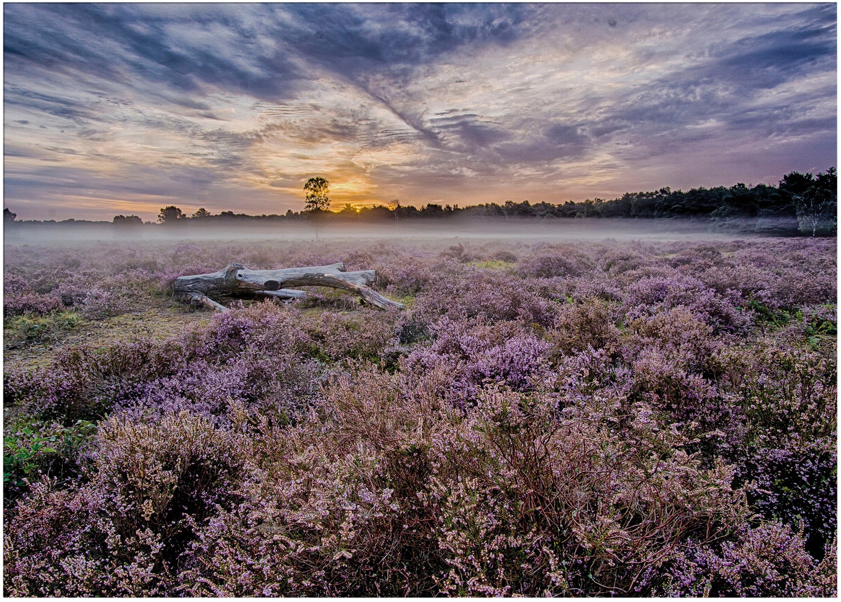 Art for the home Leinwandbild »Outdoor Lavendel 50x70cm«, (1 St.)