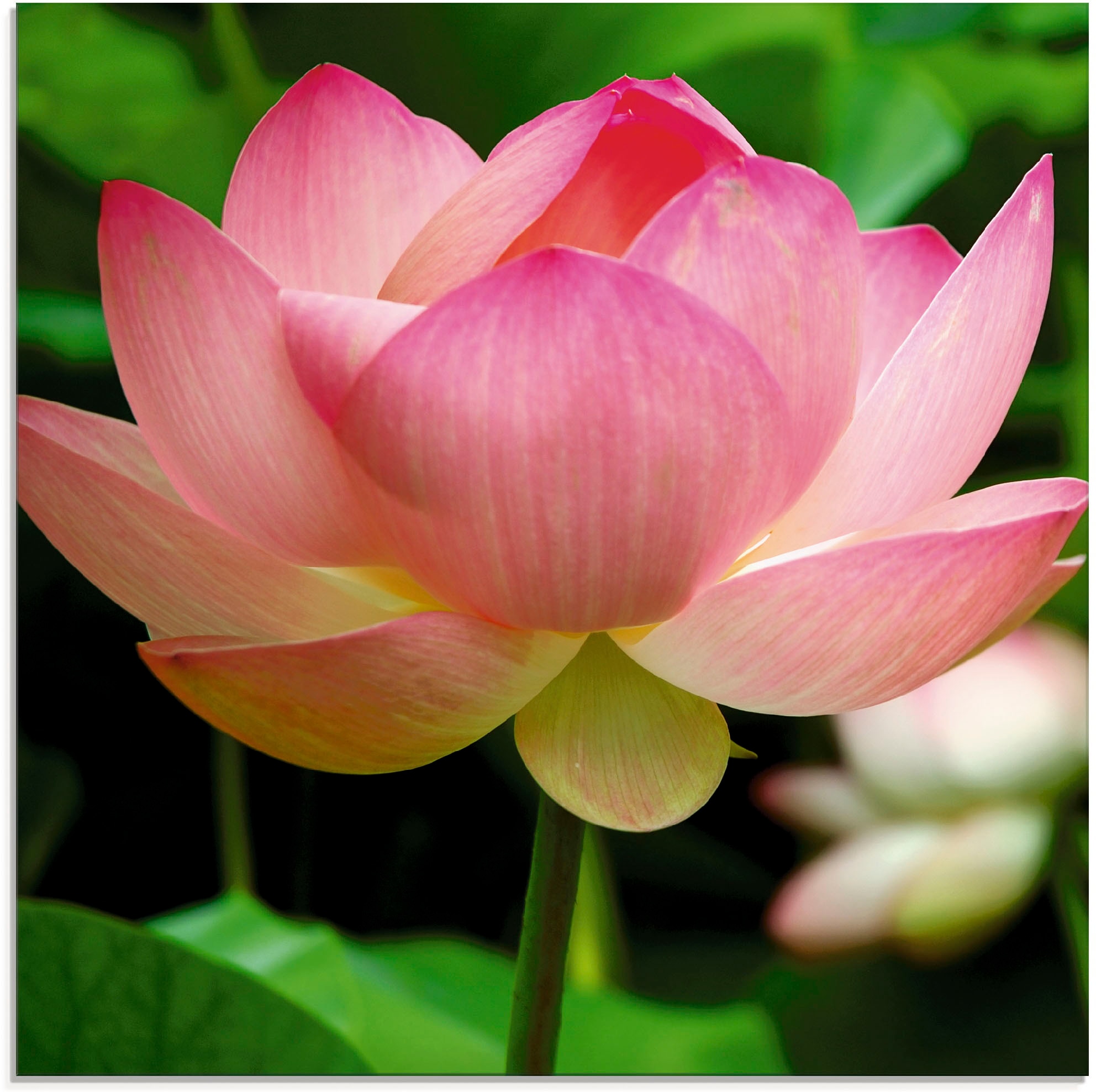 Artland Glasbild "Lotus - Seerose", Blumen, (1 St.), in verschiedenen Größe günstig online kaufen