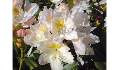 BCM Hecken »Rhododendron 'Cunningham's White'«, (1 St.), Höhe: 15 cm, 1 Pflanze kaufen