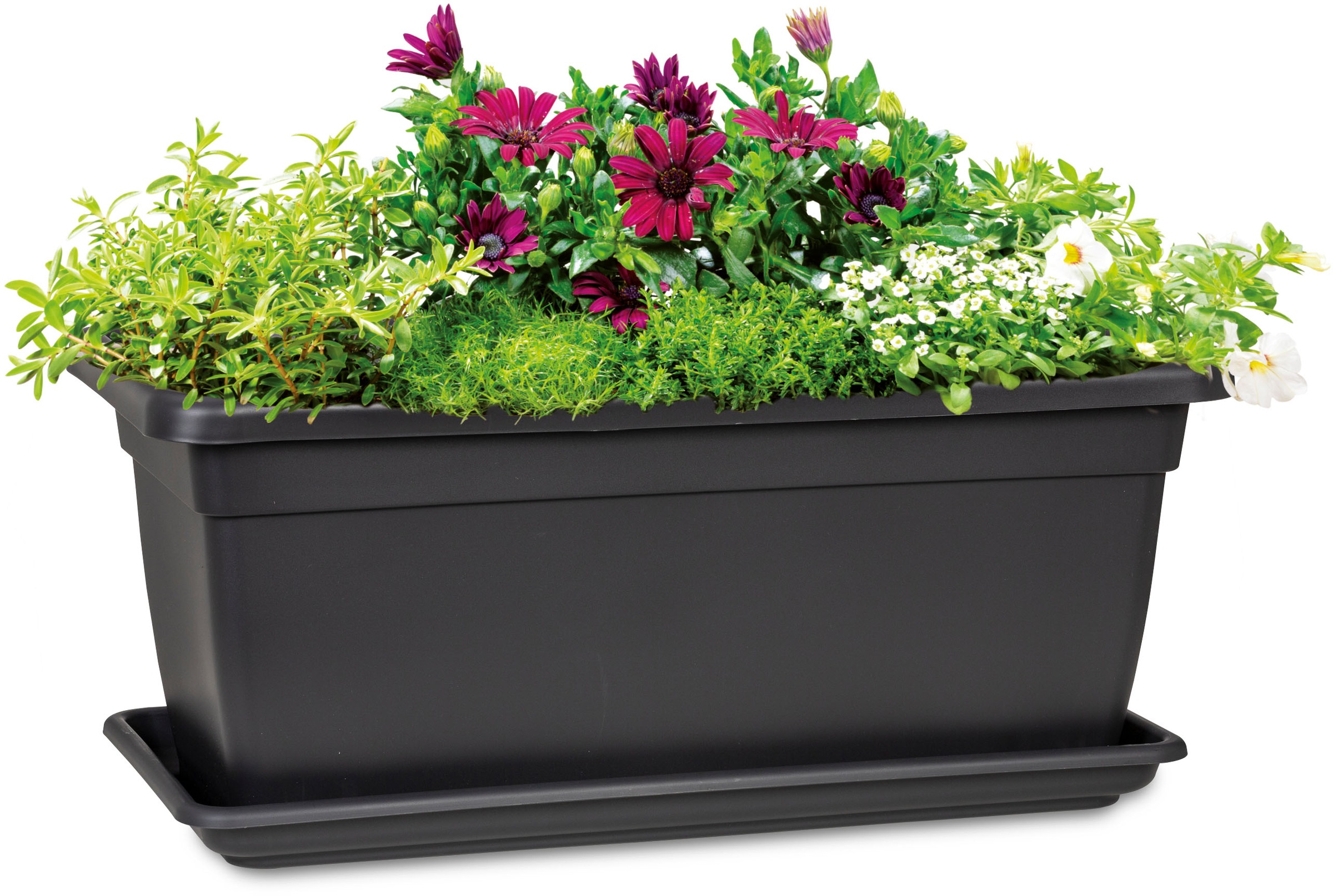 Scheurich Pflanzkübel »für ideale Pflege ohne Staunässe« mit Wasserreservoir und Ablauflöchern