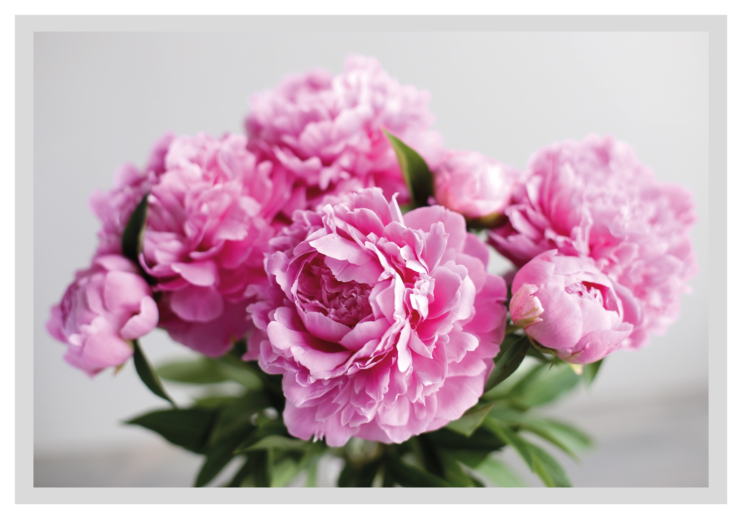 queence Bild »Linn«, Blumen, gerahmt, Rosen günstig online kaufen