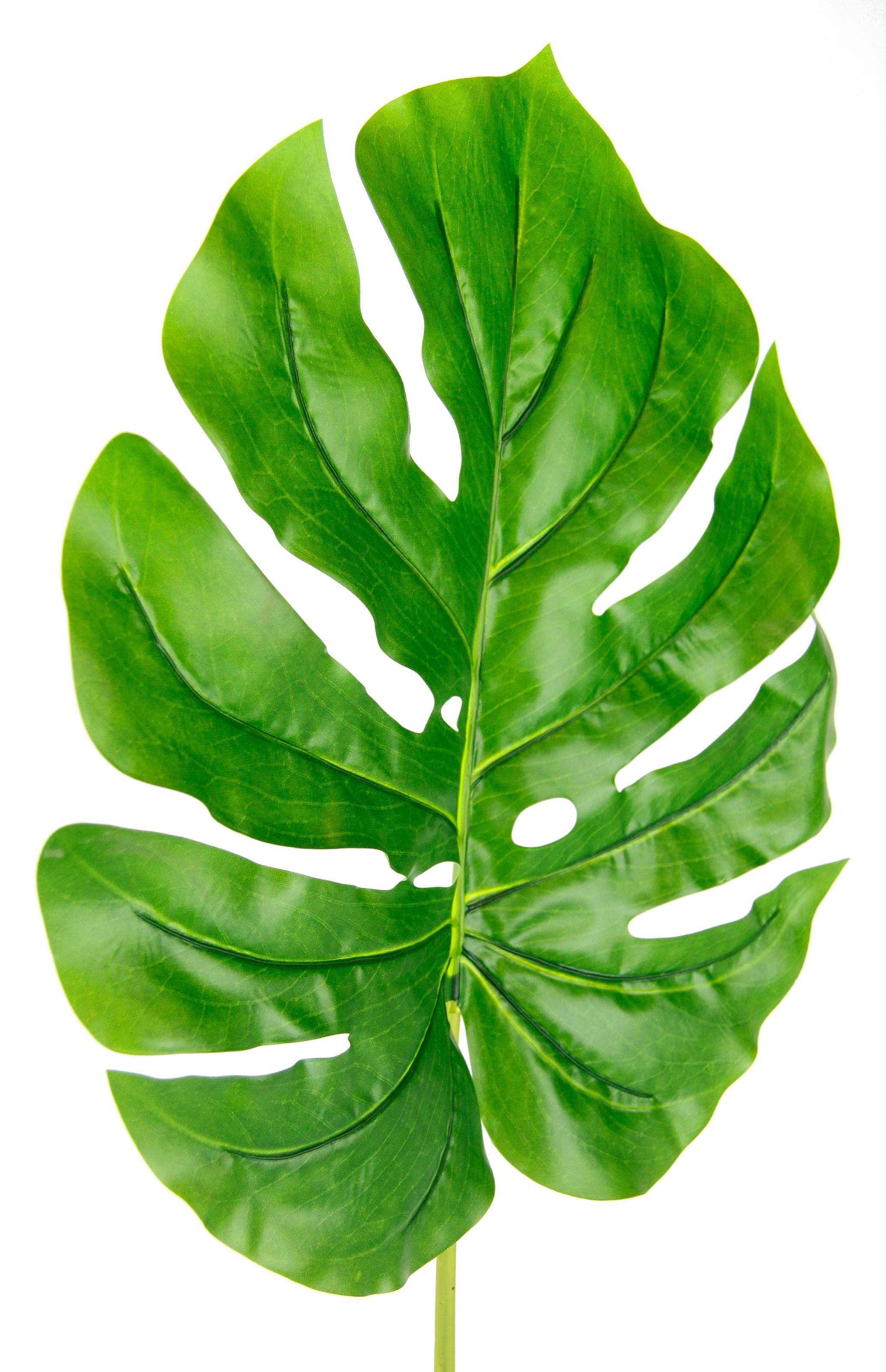I.GE.A. Kunstpflanze »Splitphiloblatt«, Monstera, Kunstzweig, 5er Set