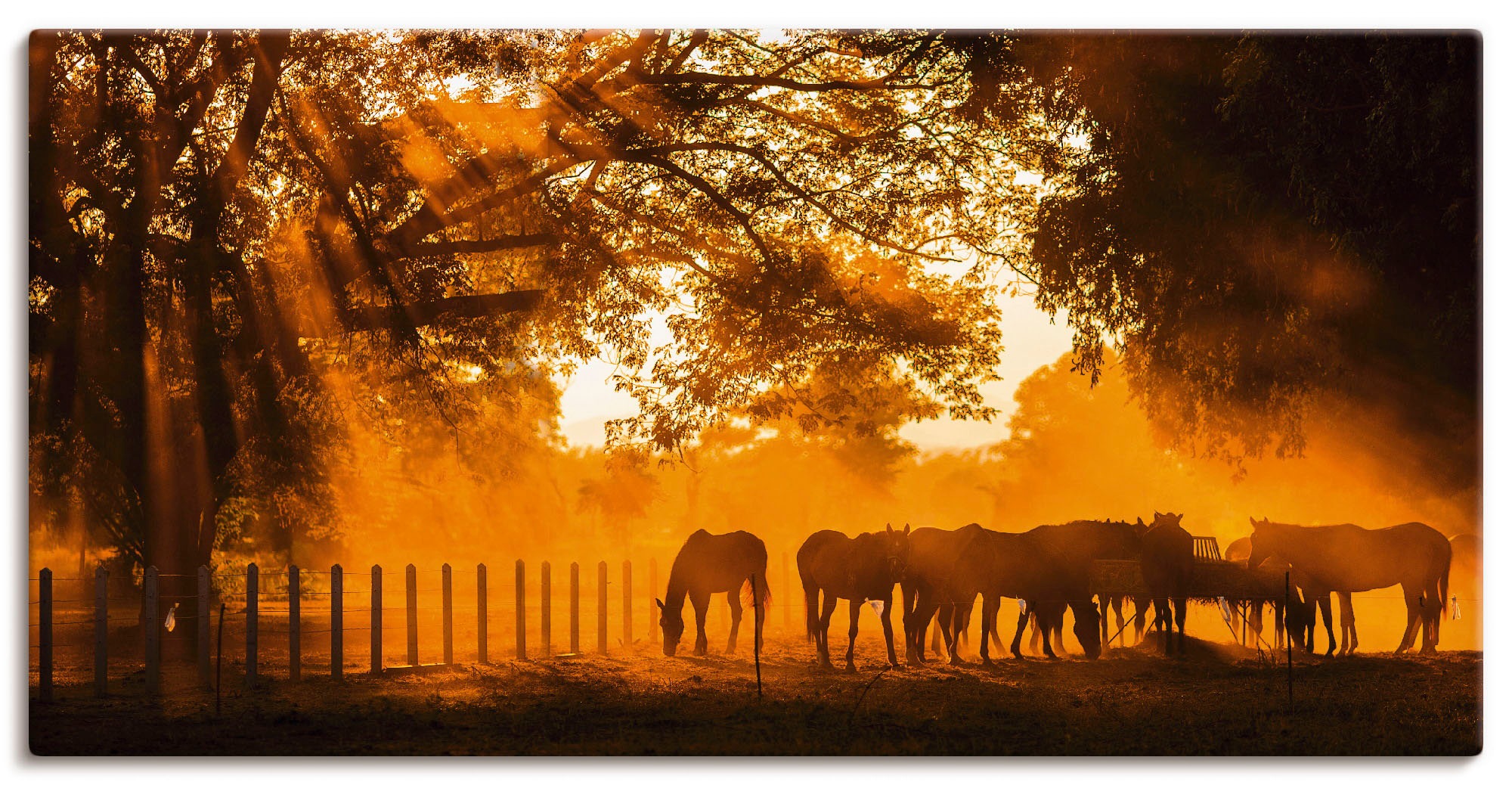 Artland Wandbild »Goldenes Licht auf der Pferdewiese«, Haustiere, (1 St.), günstig online kaufen