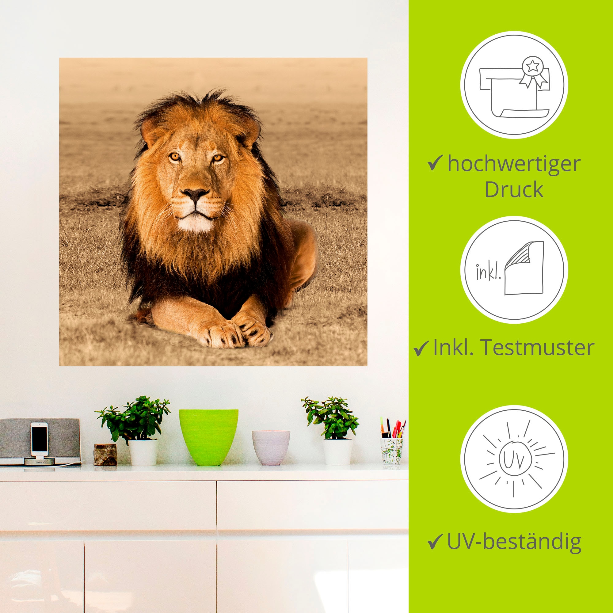 Artland Wandbild »Löwe«, Wildtiere, (1 St.), als Alubild, Outdoorbild, Leinwandbild, Poster, Wandaufkleber