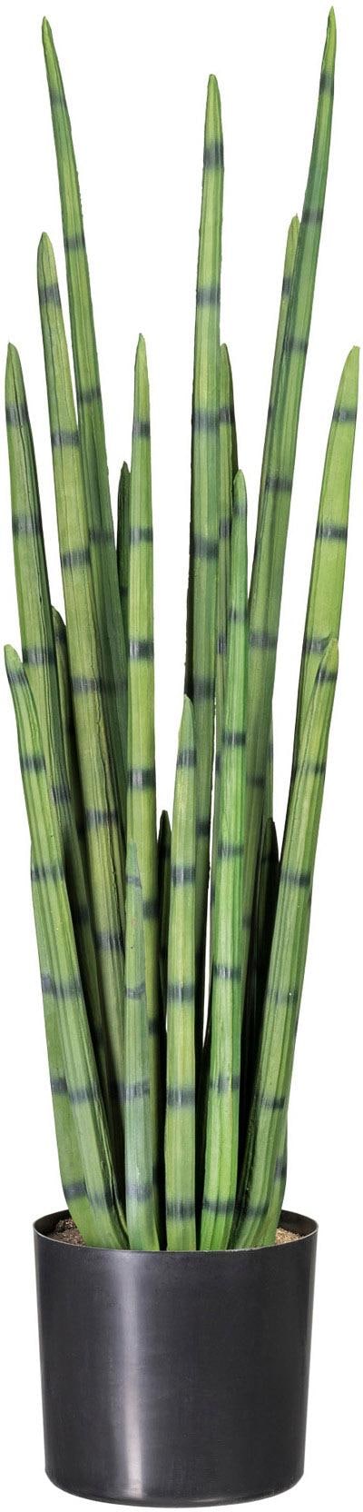 Creativ green Kunstpflanze »Sanseveria« günstig online kaufen