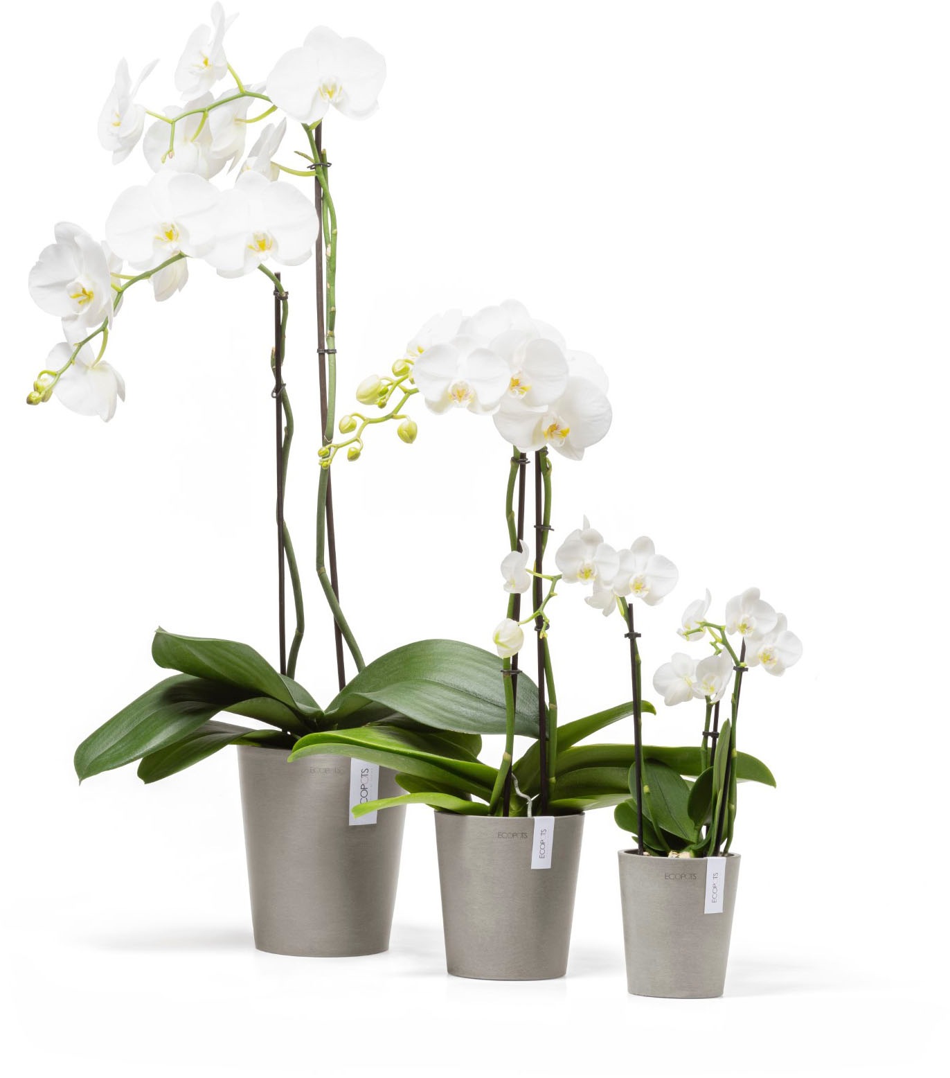 ECOPOTS Blumentopf »Morinda Orchidee 11 Taupe« für den Innenbereich
