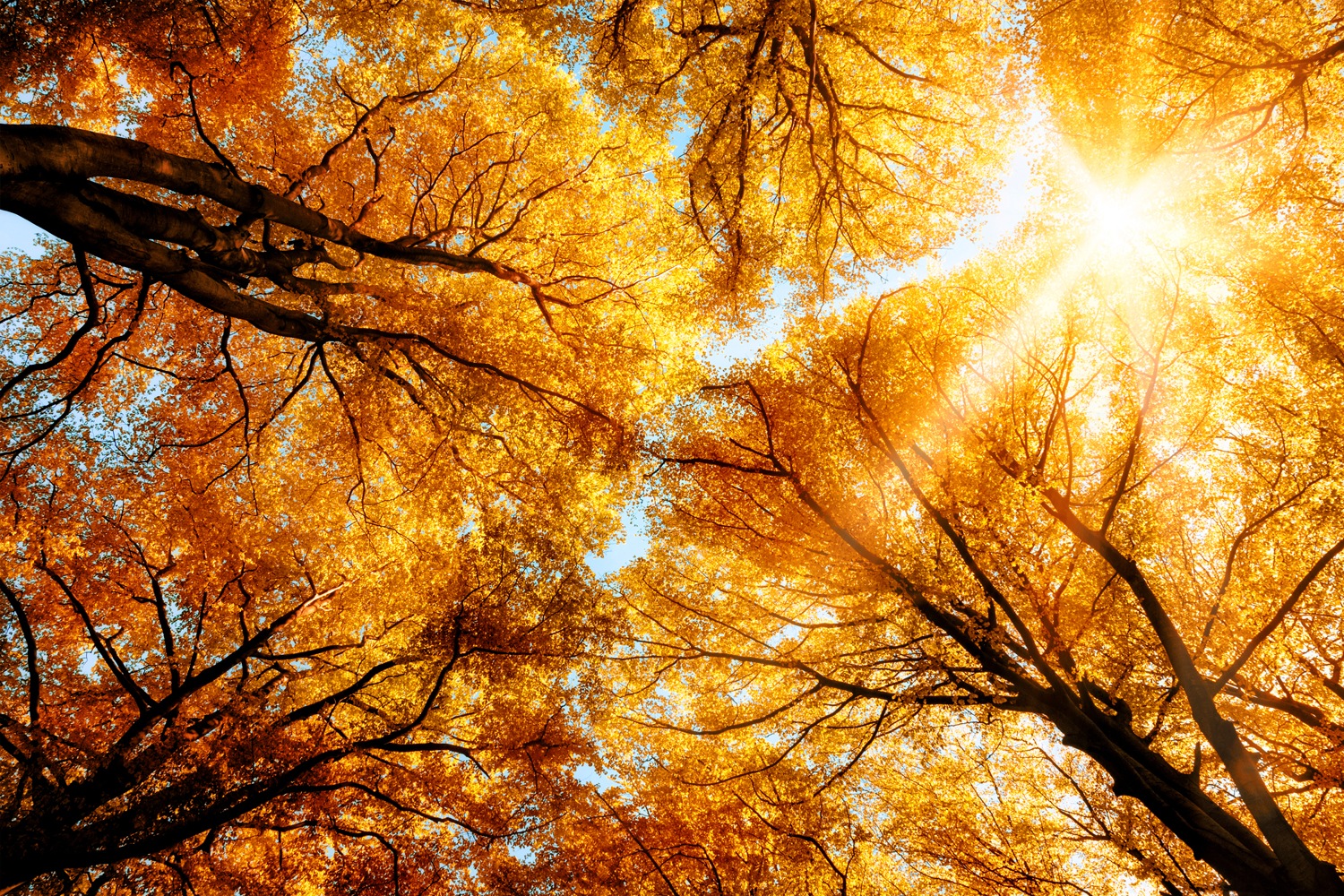 queence Leinwandbild »The Sun« Blumenbilder   Blätter   Blätterbilder 1 Stk günstig online kaufen
